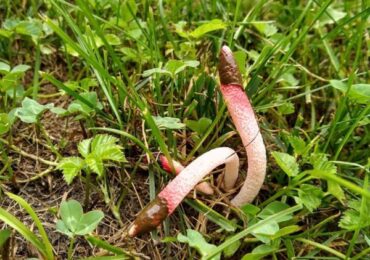 В Нижне-Свирском заповеднике нашли необычный гриб змеевидной формы