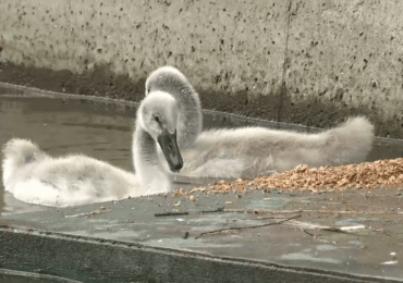 Пара лебедей Ленинградского зоопарка обзавелась птенцами