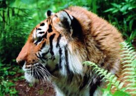 В Приморском национальном парке «Земля леопардов» тигрица воспитывает пятерых детёнышей