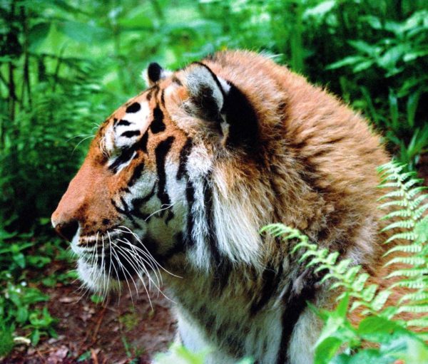 В Приморском национальном парке «Земля леопардов» тигрица воспитывает пятерых детёнышей
