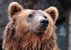 Бурого медведя эвакуировали из прифронтового города Кременная в Москву