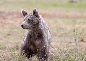 Голодный медвежонок прогулялся по посёлку Тымовскому на Сахалине