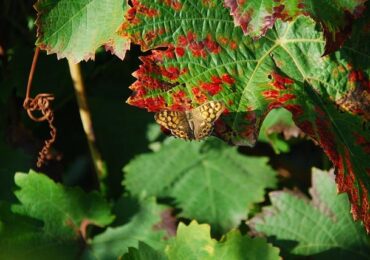 Учёные Крымского университета создали приманку для борьбы с бабочкой - вредителем винограда