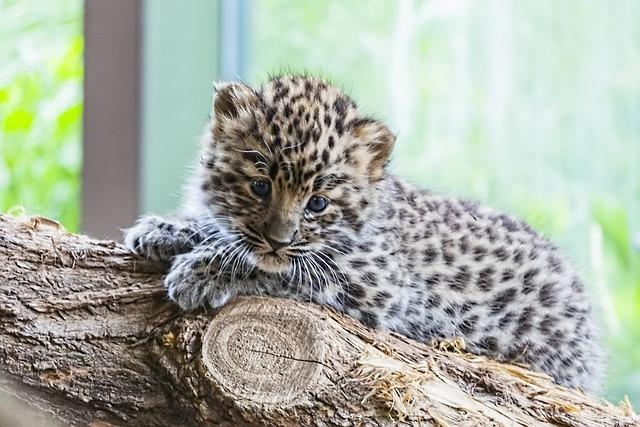 Спасённого в Приморье детёныша леопарда смогут выпустить в дикую природу
