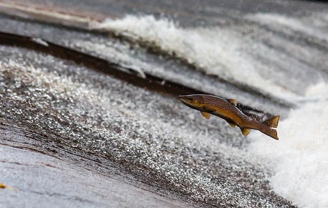 Специалисты ДВФУ обнаружили, что лососевые переносят токсические вещества