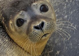 В Московский зоопарк прибыл ослепший тюленёнок, спасённый в Приморье