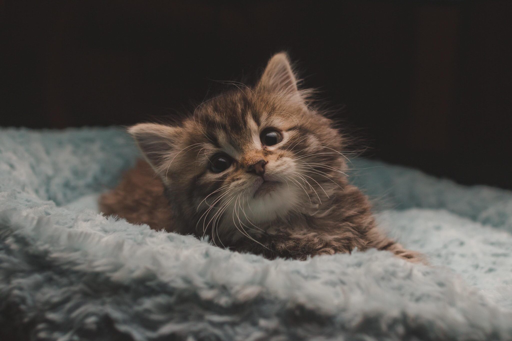 Товары для кошек 