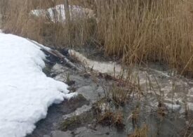 Росприроднадзор организовал проверку по жалобе на загрязнение реки Сузна в Ленобласти