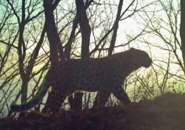 Папа Римский намеревается дать имя леопарду из национального парка Приморья