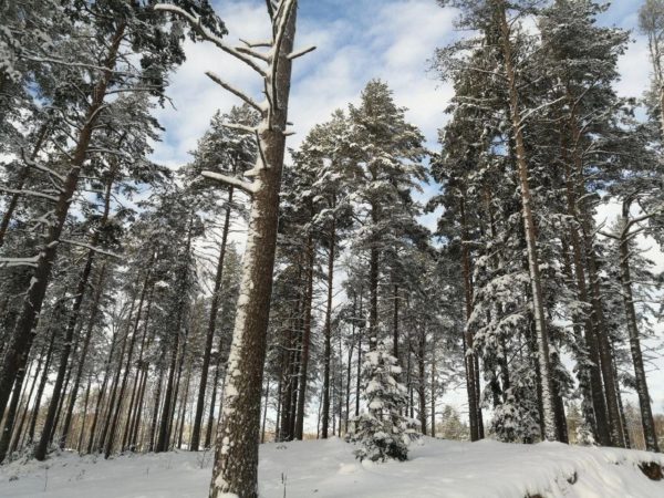 «Вырубят замечательный хвойный лес»: петербуржцы пытаются предотвратить вырубку леса ради постройки школы