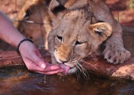 Учёные Сочи спасают животных из брошенного сафари-парка