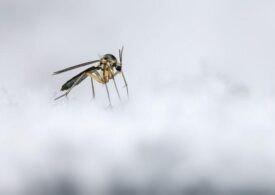Орнитологи обнаружили «снежных комаров» в заказнике Прибайкалья