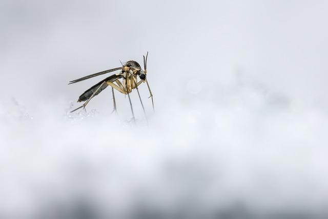 Орнитологи обнаружили «снежных комаров» в заказнике Прибайкалья