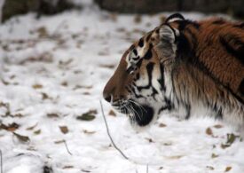 Центр «Амурский тигр» взял на себя расходы по лечению и содержанию истощенного хищника, пойманного в Хабаровском крае