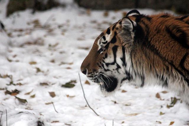 Центр «Амурский тигр» взял на себя расходы по лечению и содержанию истощенного хищника, пойманного в Хабаровском крае