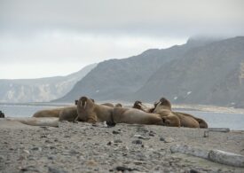 В национальном парке «Русская Арктика» заявили об увеличении популяции моржей на Земле Франца Иосифа
