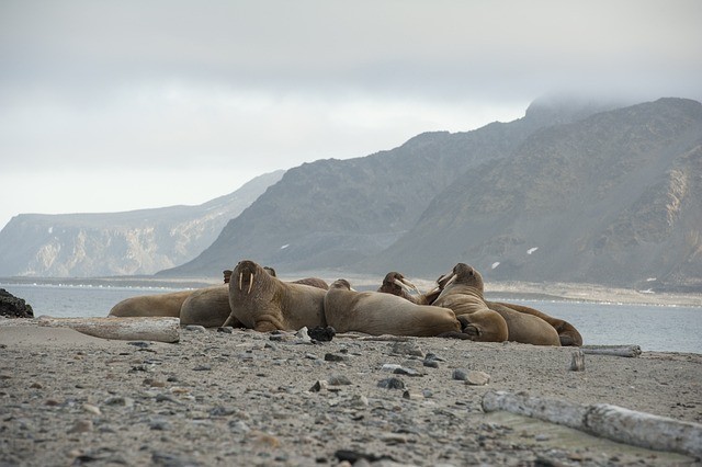 В национальном парке «Русская Арктика» заявили об увеличении популяции моржей на Земле Франца Иосифа