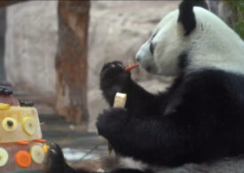 В Московском зоопарке отметили День панды