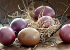 Производство яиц в Ленобласти увеличилось более чем на 1,1 млн штук за первый квартал 2023 года