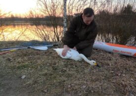 Волонтёры «Кошкиспас» в Петербурге помогли редкому лебедю