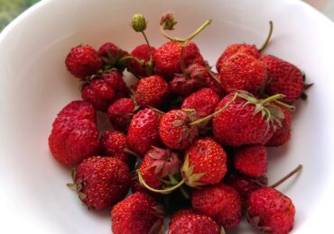 Врачи рассказали об ограничении употребления ягод в сезон урожая