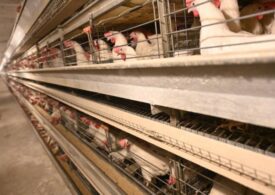 Птицефабрика Хабаровского края возобновила поставки яиц после вспышки птичьего гриппа