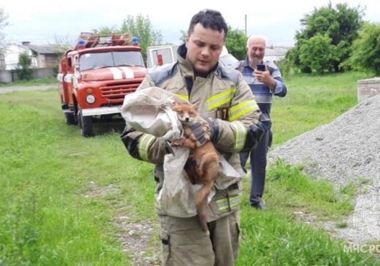 В Северной Осетии сотрудники МЧС спасли двух лисят вопреки их желанию
