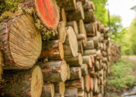 Незаконная рубка леса привела экс-сотрудника красноярского УФСИН к лишению свободы