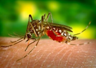 Врач-эпидемиолог Денис Баландин рассказал, опасна ли для россиян лихорадка Западного Нила, передающаяся комарами