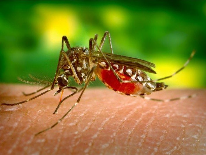 Врач-эпидемиолог Денис Баландин рассказал, опасна ли для россиян Лихорадка Западного Нила, передающаяся комарами