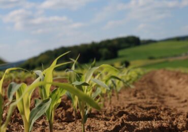 Компания RUSEED увеличивает производство семян подсолнечника и кукурузы в рамках импортозамещения