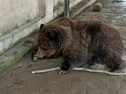 В Евпатории при пожаре в зоопарке «Тропик Парк» сгорели экзотические животные