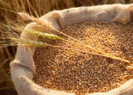 Минсельхоз сообщил о сохранении прогноза по сбору зерна с учётом заморозков