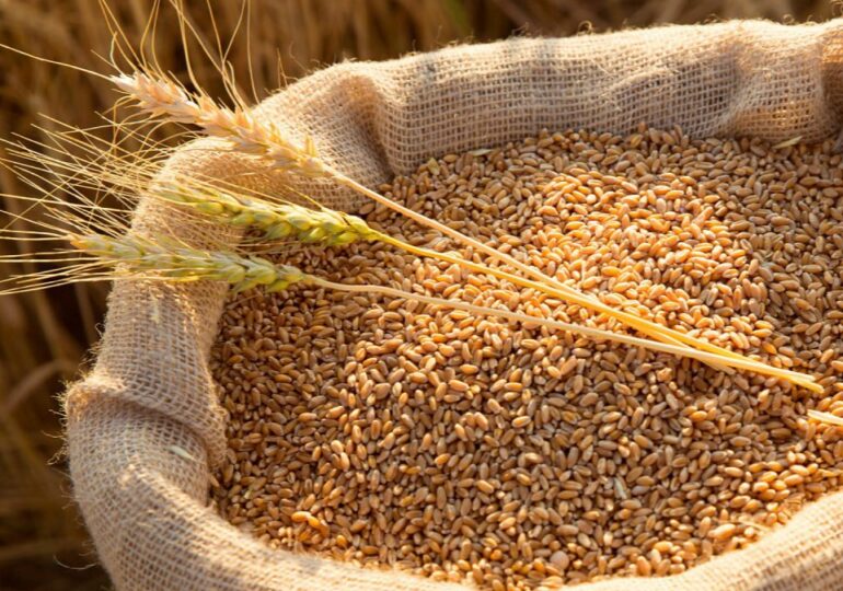 Минсельхоз сообщил о сохранении прогноза по сбору зерна с учётом заморозков