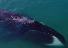 В Териберку приехали специалисты с Сахалина для спасения горбатого кита 