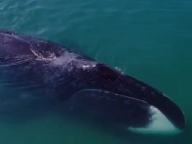 В Териберку приехали специалисты с Сахалина для спасения горбатого кита 