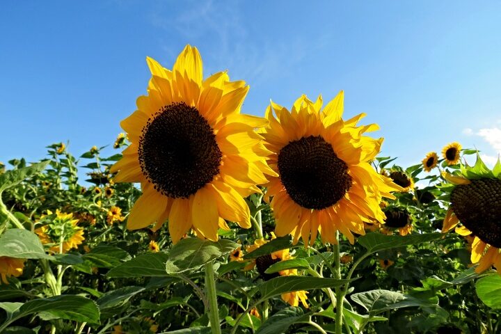 подсолнечник