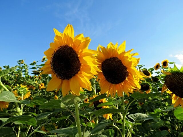 подсолнечник