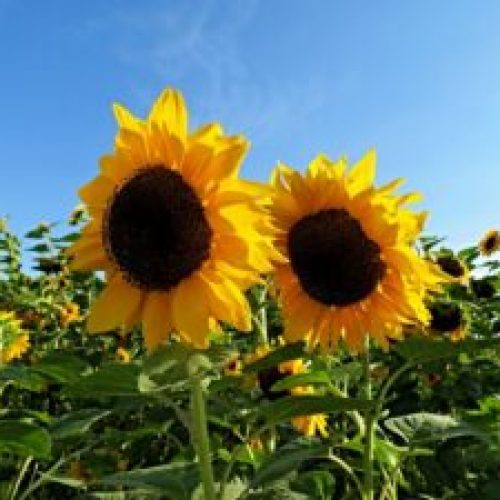 подсолнечник