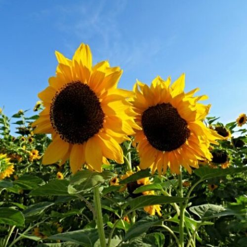 подсолнечник